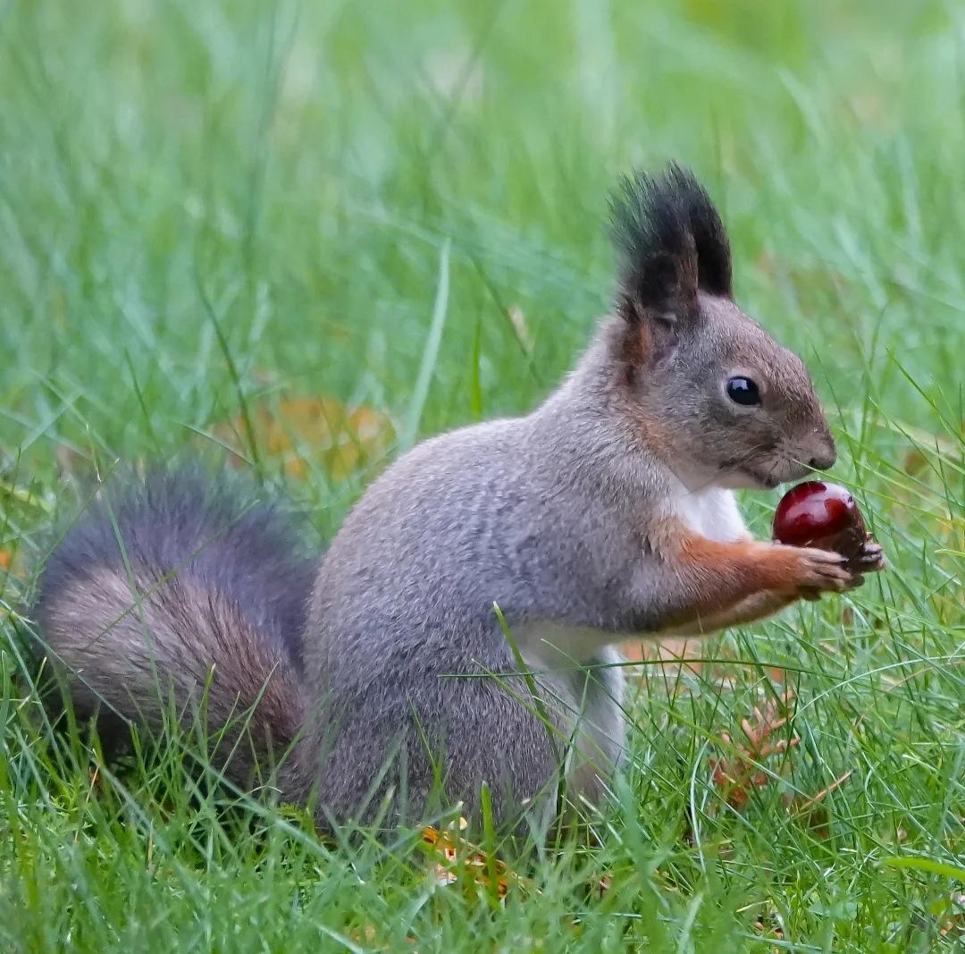 Oravalla herkkuhetki