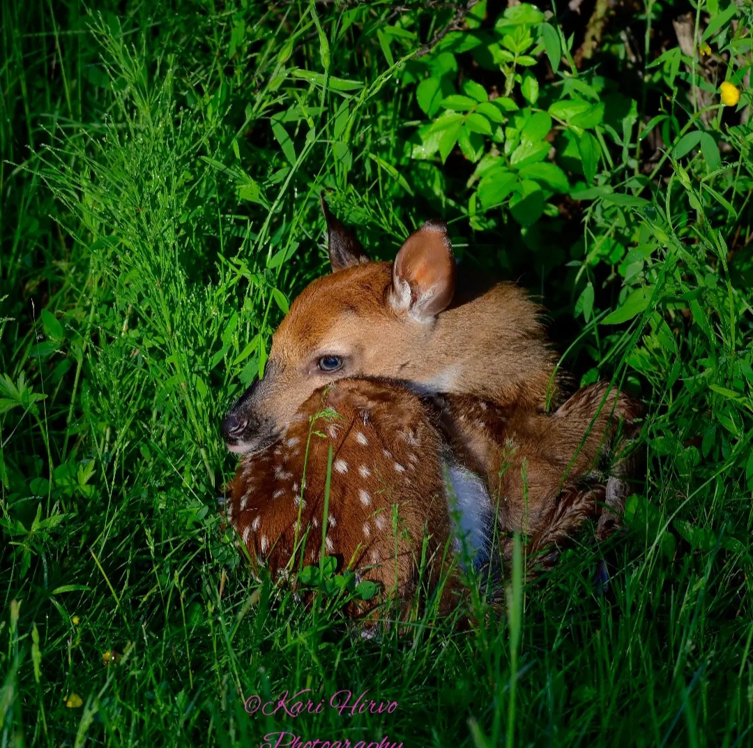 Valkohäntäpeuran vastasyntynyt vasa
